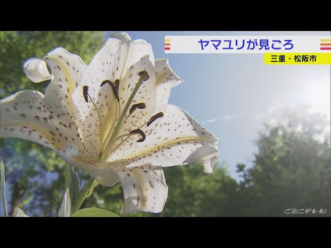 オオユリ 植物