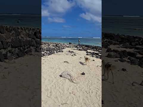 blue bay beach #naturalpool #nature #naturalswimmingpool #travel #mauritius #mauritiusisland #beach