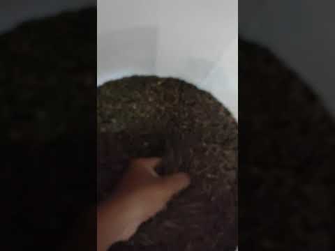 Mayil alagan 10mm organic black pepper, packaging size: 500 ...