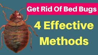 How to Get Rid of Bed Bugs  | 4 Killer Methods Permanently