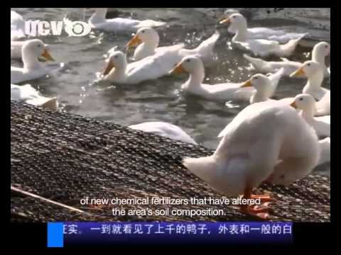 Sunsnack: Beijing Duck