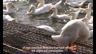 Sunsnack: Beijing Duck