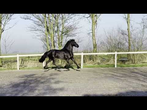 Stal Okkema's - Feikje - Tsjalle - Mare