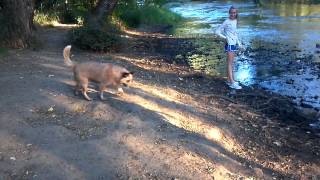 Dog with OCD Dog with OCD