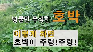 넝쿨만 무성한 호박 이렇게 하면 호박이 주렁주렁. # 주말농장 호박가꾸기.