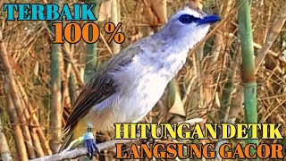 Download lagu Ampuh Bikin Trucuk Lain Langsung Nyaut Seketika Suara Trucuk Gacor Pemikat @bobkicau mp3