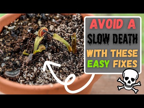 3 Common Venus Fly Trap Care Mistakes That Slowly Kill Your Carnivorous Plant (Updated 2024)