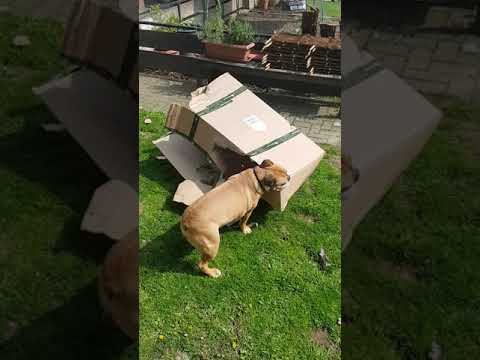 Achtung jetzt kommt ein Karton