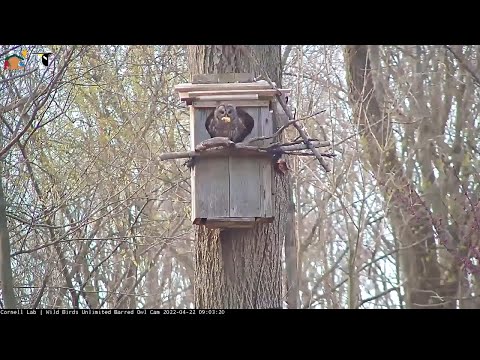Owlet Breaks Inviable Egg, Female Barred Owl Removes It From Nest Box – April 22, 2022