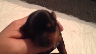 Bầy mới Yorkshire (t-cup) mới của trại ....