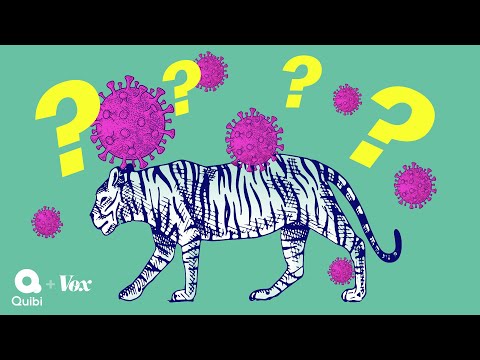 Why tigers get coronavirus but your dog will be fine