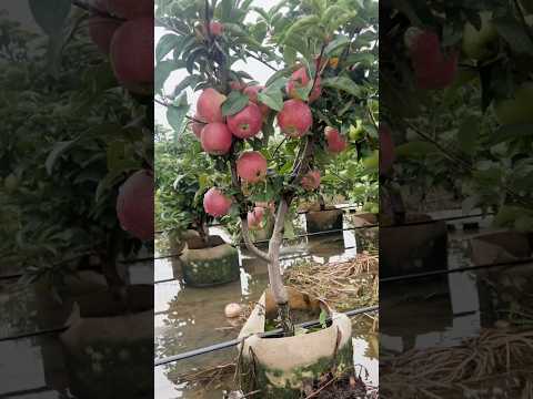 cultivo de maçã em vasos.