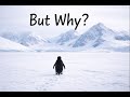 The Penguin Who Chose The Mountains A Quiet Rebellion But Why