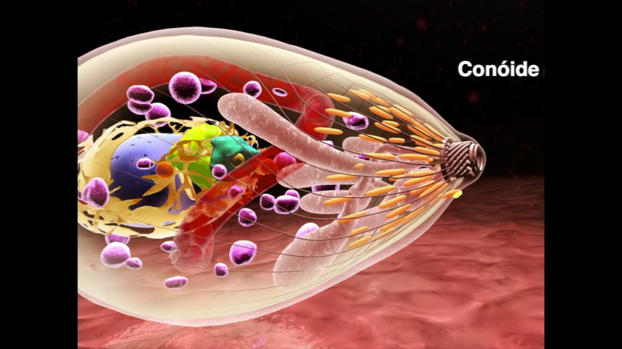 O ciclo de vida do Toxoplasma gondii - Parte 02