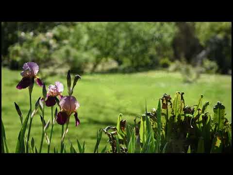 the garden of ninfa, april 2024