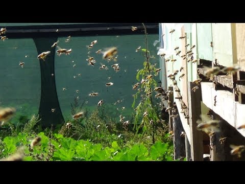 Задача перцовой профилактики в сезон, ЕдК и пасека