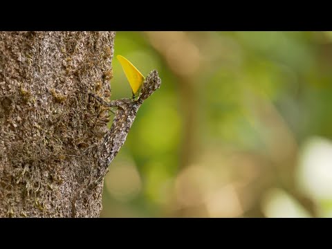 Enter the Draco: Southern Flying Lizards of Agumbe