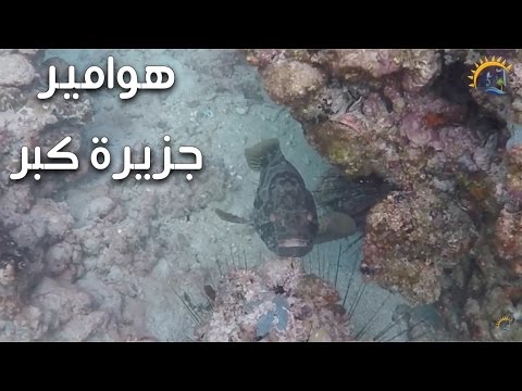 Kubbar island Groupers  underwater marine life