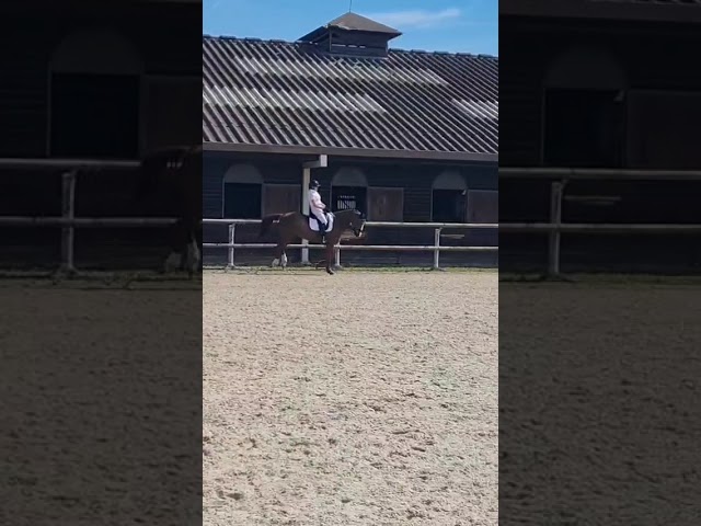 A vendre jument dressage 