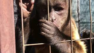 Free time with the monkeys