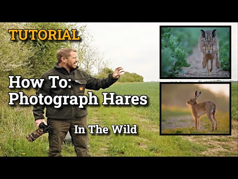 Tutorial: How To Photograph Brown Hares In The Wild TIPS & TRICKS
