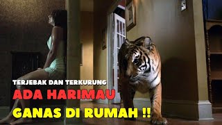 Download lagu ADA HARIMAU GANAS DI DALAM RUMAH -ALUR CERITA FILM mp3