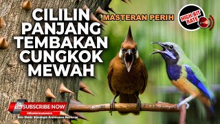 Download lagu 🔴 Live Tembakan Cililin 15detik Sambung Tembakan Cucak Cungkok Gacor Neban 30x Masteran Murai Batu mp3