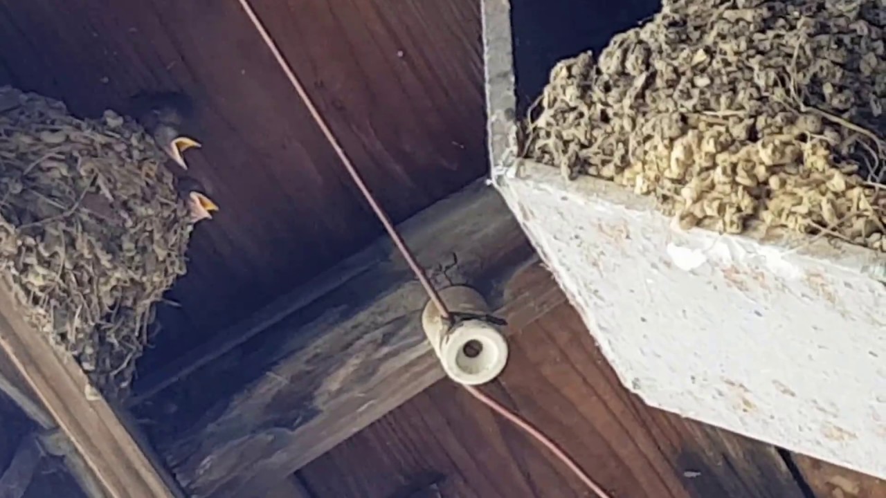 ツバメ Barn Swallow (Hirundo rustica) nest