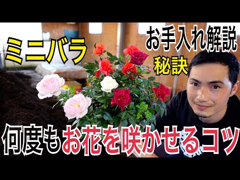 色あせた花 クリビアを再び咲かせる方法 鉢の水やり