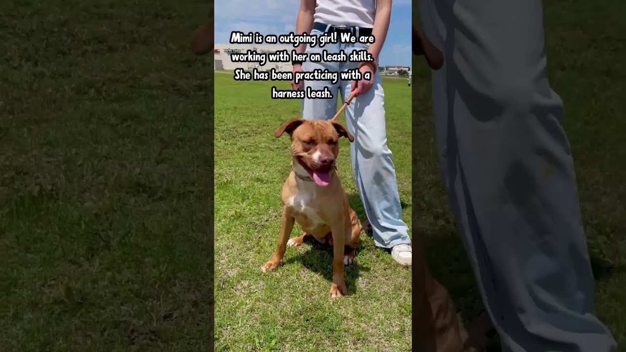 Mimi, a Adoptable Pit Bull Terrier in Denison, TX video 6/6