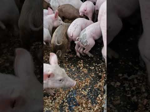 viernes 21 de noviembre 2025, tiangue de Osicala, Morazán Sur, El Salvador m