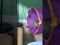 Full Video Of The Grey Tabby S Tunnel Experience