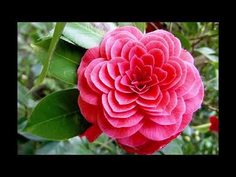 MOĆ  -  Ronda Birne  , Citati