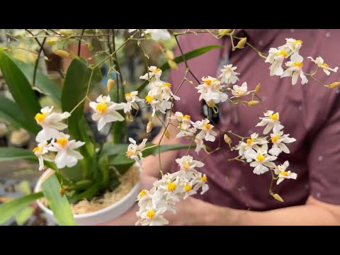 OrchidWeb - Oncidium Tsiku Marguerite