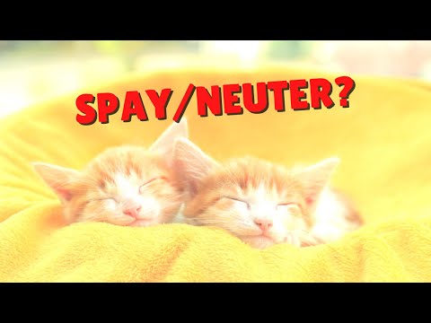 Should You Spay/Neuter Your Cat? | Two Crazy Cat Ladies
