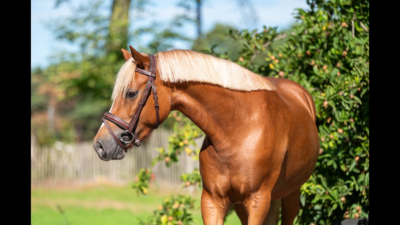 Liezelshof Daydream (LIEZELSHOF HELIO x TREVALLION AMBASSADOR) video 1