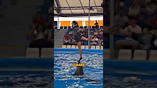 Download lagu 🔴Performance atraksi lumba-lumba (📷@umer2m/TT) mp3 Download lagu 🔴Performance atraksi lumba-lumba (📷@umer2m/TT) mp3