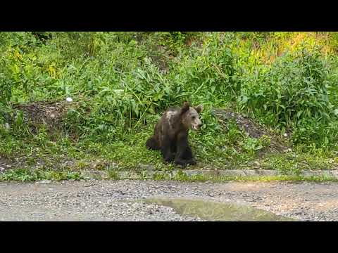 Urs în parcare la Harțagu