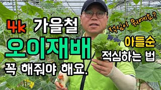 [4k] 가을철 오이재배 꼭 해줘야 할 이것 / 아들순 적심하는 법 / 가을오이 재배법 / 생장점 제거하는 …