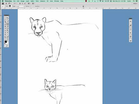 Big Cats VS Small Cats – How to Draw the Differences