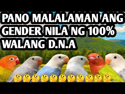 PANO MAG GENDER NG 100% KAHIT WALANG D.N.A