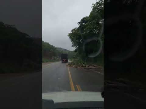 árvore caída na br116 próximo a padre paraíso mg #caminhão #noticia #estrada #vidadecaminhoneiro