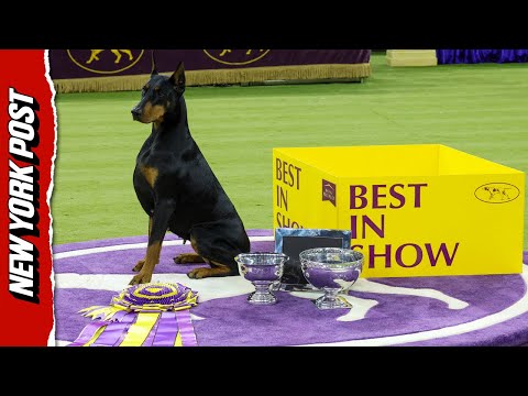 Penny the Doberman Pinscher Wins Best in Show at 150th Annual Westminster Kennel Club Dog Show
