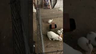 American Sable rabbit Rabbits Videos