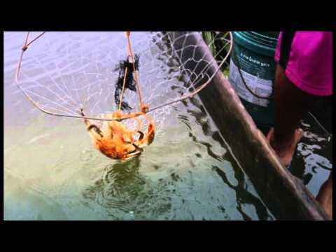 Tateh Crab Feeds Video