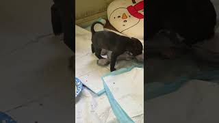 Video preview image #1 American Staffordshire Terrier-Labrador Retriever Mix Puppy For Sale in Atlanta, GA, USA