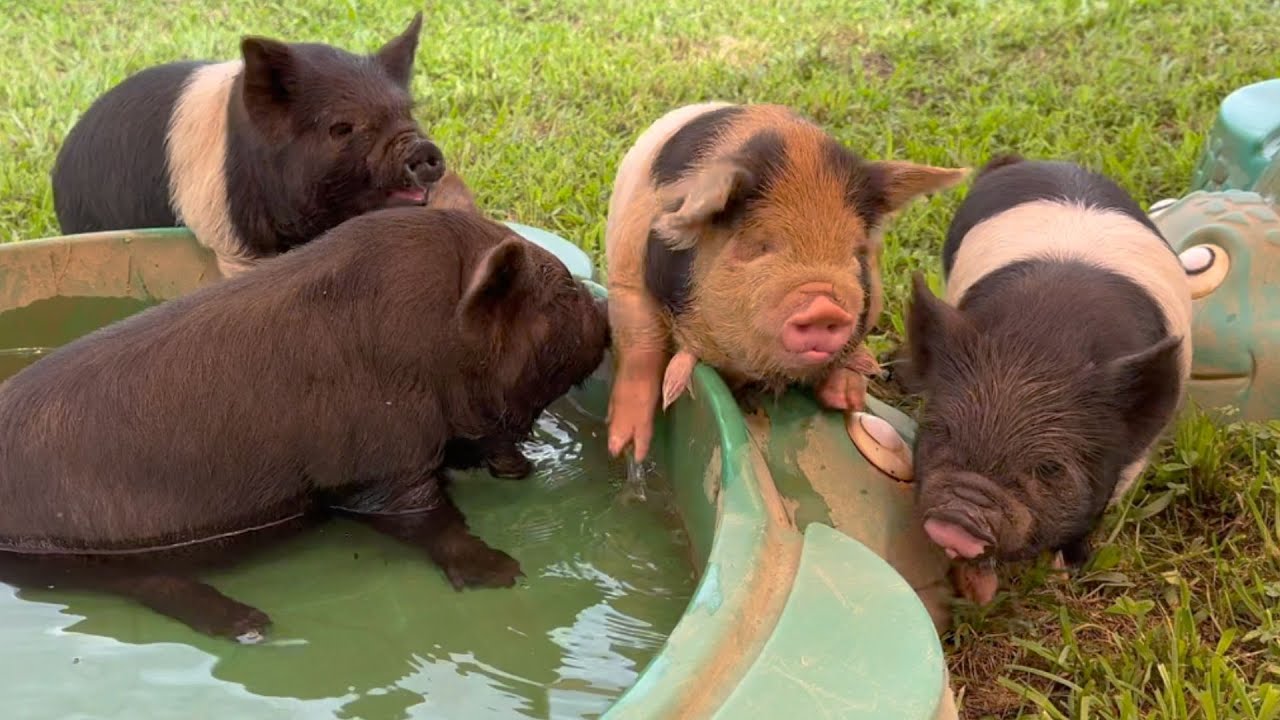 TIme to Wean Piglets!