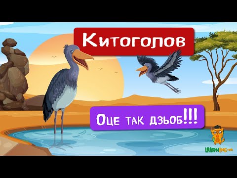 🍀 Дива природи. Явища навколо нас. Китоголов 🌏