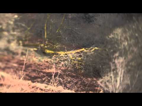 Sharron Kraus - Dark Pool