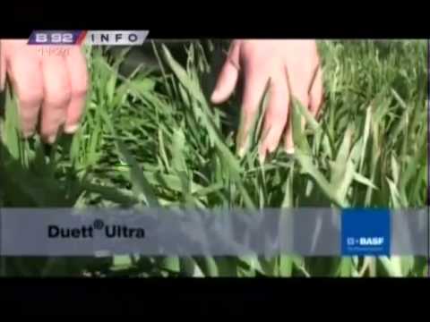 BASF interventna 24.03.2013. - zastita psenice od bolesti